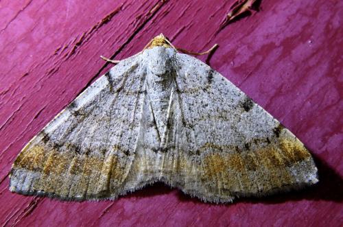 Réf. 339 683 : Macaria liturata